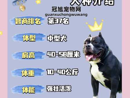 美国斗牛犬和恶霸犬的区别(谁的性格更温顺)