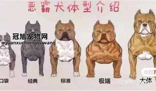 美国斗牛犬和恶霸犬的区别(谁的性格更温顺)