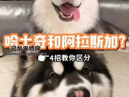 哈士奇是大型犬还是中型犬(它到底算大型犬还是中型犬呢)