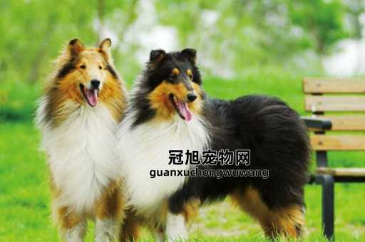 苏俄牧羊犬和苏格兰牧羊犬(谁更能陪伴你度过漫长岁月)