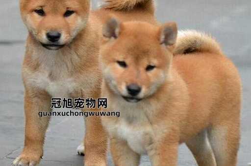 养中华田园犬的优点和缺点(还有哪些缺点呢)