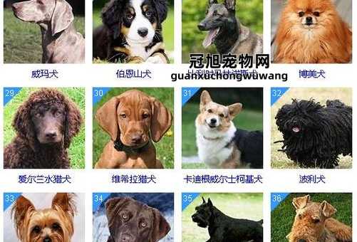 世界十大名犬排行榜前十名(它们有什么共同特点吗)