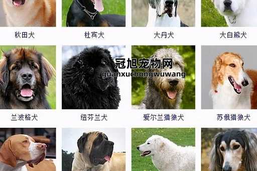 世界十大名犬排行榜前十名(它们有什么共同特点吗)