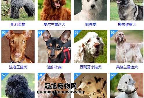 世界犬类智商排名100名(你想知道哪些狗狗最聪明吗)