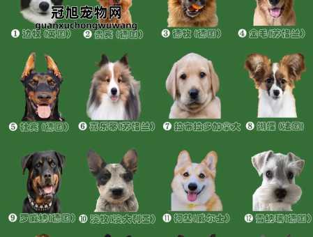 世界犬类智商排名100名(你想知道哪些狗狗最聪明吗)