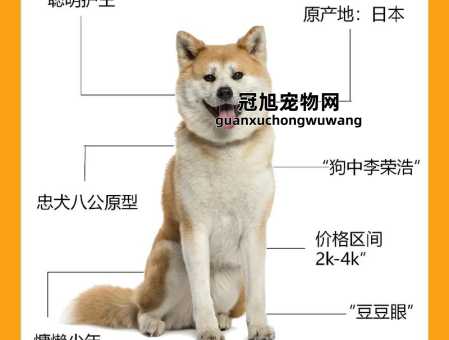 秋田犬性格特点及智商排名(每天都需要遛很久)