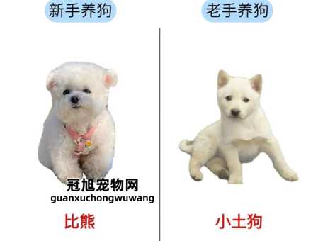 卷毛比熊犬和比熊犬的区别(到底哪个更可爱)