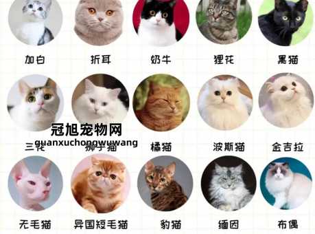 养英国短毛猫的优点和缺点(还是只想吃吃睡睡)