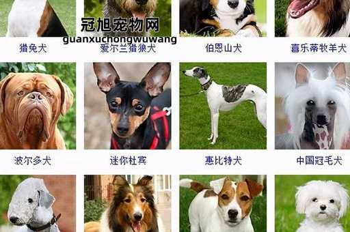 短毛中型犬品种大全及名称(最适合你的种类)