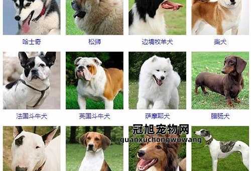 短毛中型犬品种大全及名称(最适合你的种类)