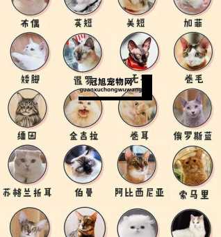 所有宠物猫的品种名称大全(这种猫最适合你)