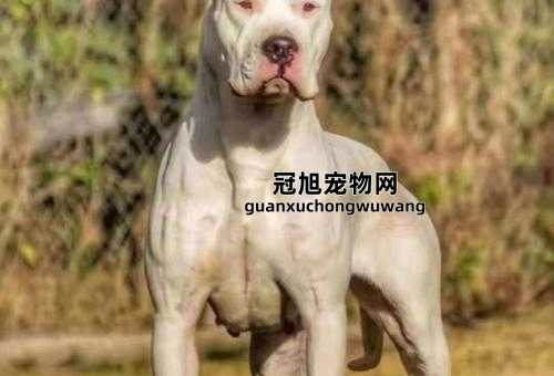 杜高犬开口和不开口的区别(开口训练对杜高犬性格的影响)