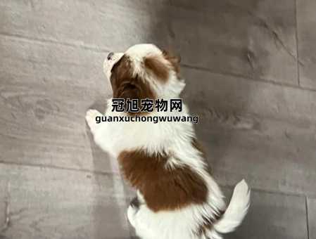 蝴蝶犬纯种和非纯种的区别(纯种和非纯种的区别)