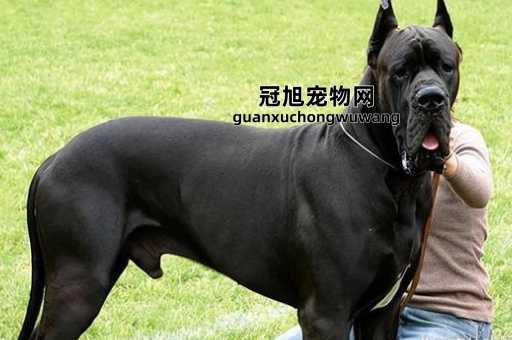 世界100禁养猛犬排行榜(这种是你最害怕的)