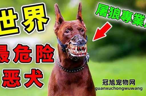 世界100禁养猛犬排行榜(这种是你最害怕的)