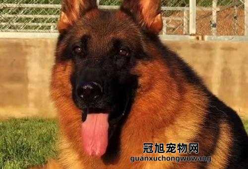 德国牧羊犬和黑背的区别( 很多人说黑背更便宜的原因)