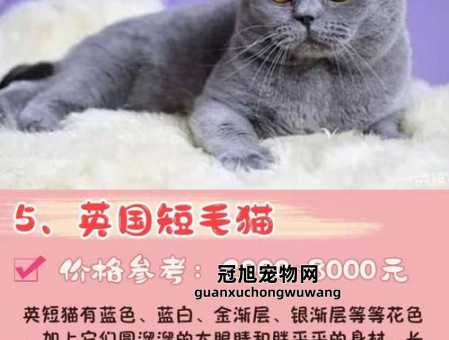 英国宠物猫的品种及价格(价格究竟贵不贵)