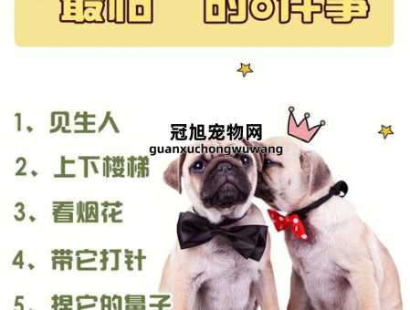 巴哥犬几岁进入老年期了(这种方法能让它们活得更久)