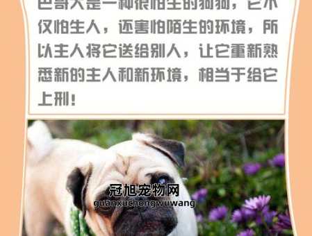 巴哥犬几岁进入老年期了(这种方法能让它们活得更久)