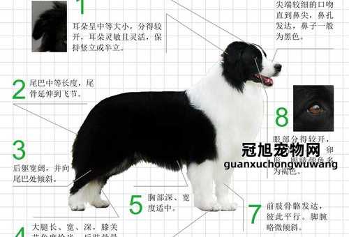 牧羊犬霸气响亮顺口的名字(这样做可以既响亮又顺口)