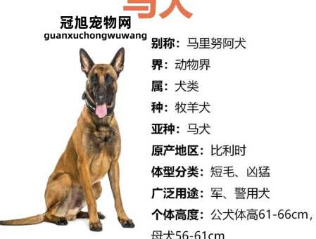 牧羊犬霸气响亮顺口的名字(这样做可以既响亮又顺口)