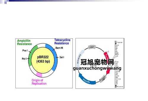 克隆载体和表达载体的区别(但有什么不同呢)