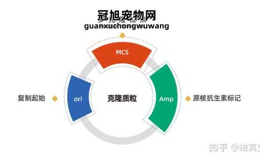 克隆载体和表达载体的区别(但有什么不同呢)