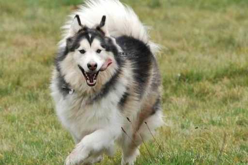 阿拉斯加雪撬犬(实际上它真的温顺吗)