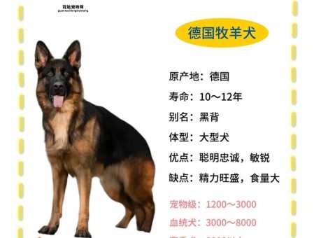 德国牧羊犬阿托斯( 它会听话吗)