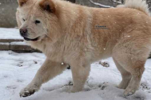 极地雪犬(先看看它们是不是真的像传说中那么傻)