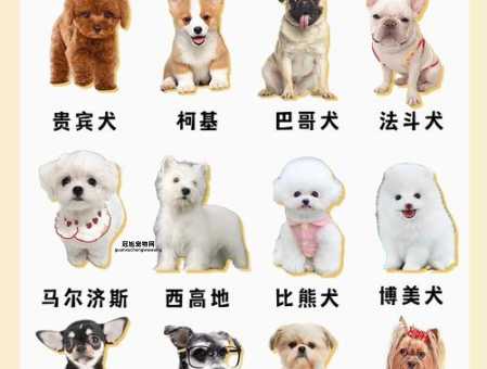 小型宠物犬品种大全(你会选择哪种)