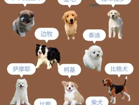 小型宠物犬品种大全(你会选择哪种)