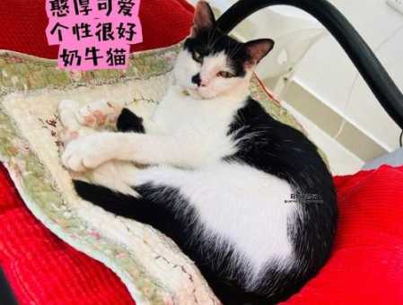 深圳宠物猫领养(适合领养的深圳宠物猫有哪些品种)