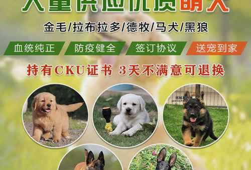 宠物狗价格揭秘：哪些犬种最贵？