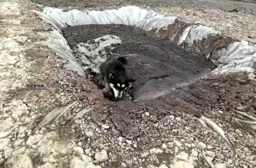 狗掉进粪坑后的搞笑场面，村民忍不住围观