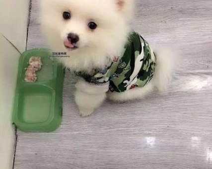 茶杯犬多少钱一只？了解不同价位的详细分析