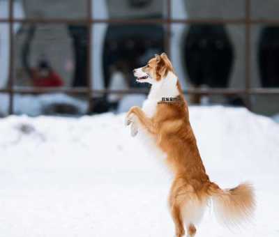 如何训练聪明的阿尔萨斯牧羊犬：实用指南