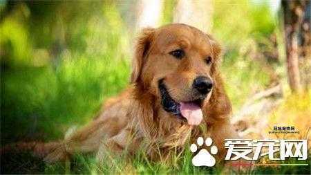 金毛寻回犬多少钱一只？最新市场价格详解