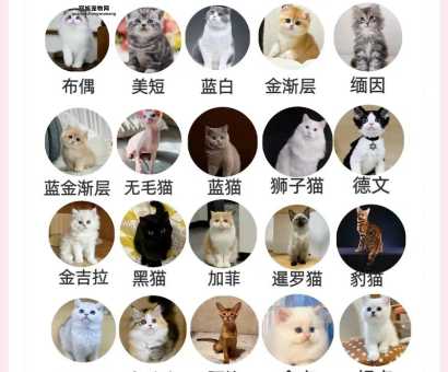 最全宠物猫排名与价格表：如何选择适合的猫咪