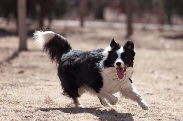 聪明的宠物狗排行：边境牧羊犬位列第一