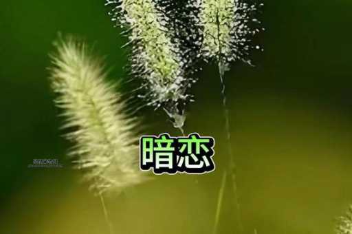 狗尾巴草的花语：坚韧与暗恋的象征