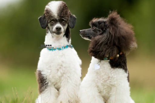 迷你贵宾犬价格与特点解析：适合家庭的完美宠物