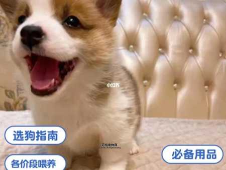 新手指南：如何科学饲养柯基犬幼犬