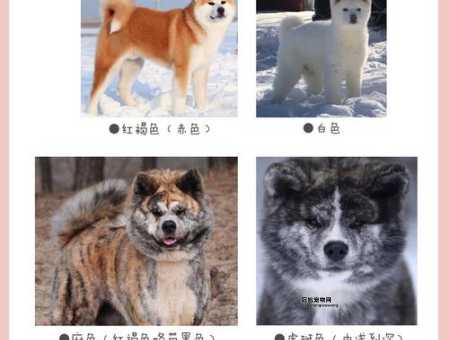 秋田犬的性格特点揭秘：忠实伴侣的优缺点