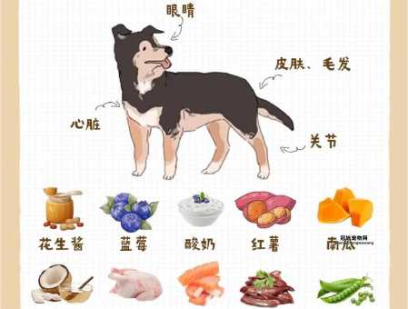 大丹犬最佳食物推荐：健康发育必备的营养选择