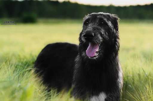 戈登雪达犬品种详解：外观特征、性格与训练技巧