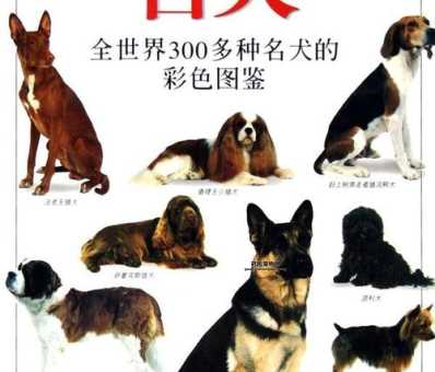 萨路基犬：中东猎犬的外观与性格解析