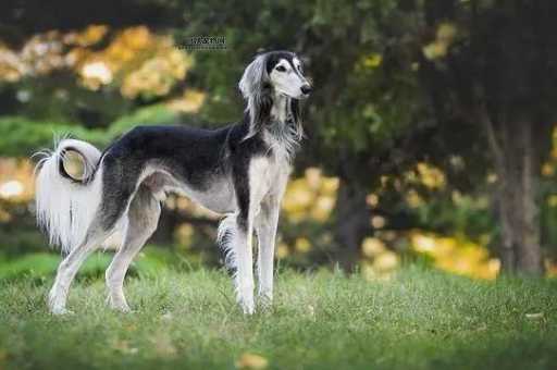 萨路基犬：中东猎犬的外观与性格解析