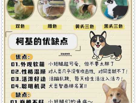 威尔士柯基犬：迷人特质与养护指南