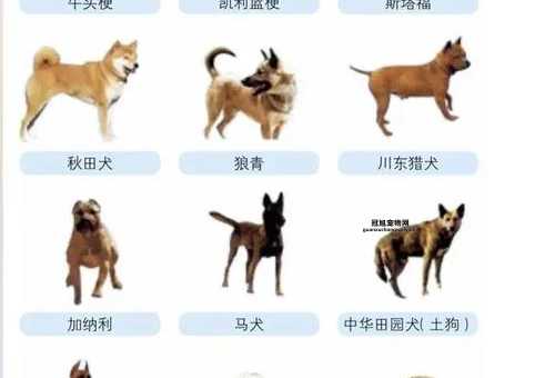 法国波尔多犬